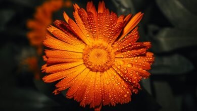 short call drop frequency