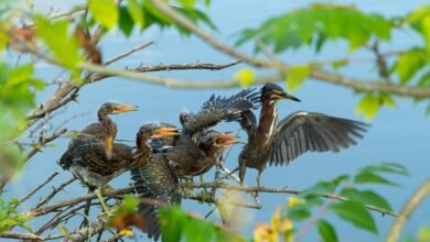 silent calls user behavior