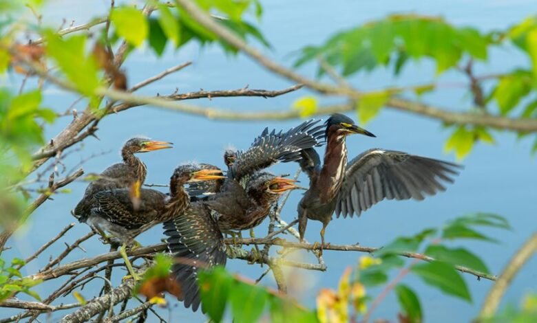 user response to silent calls