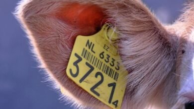 caller tracking regulation risks