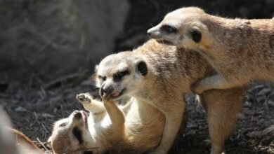 suspicious behavior monitoring agency