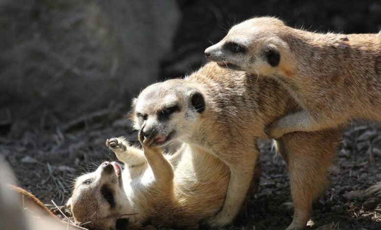 suspicious behavior monitoring agency